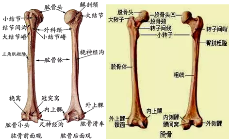 2019年临床助理医师资格考试辅导课件 运动系统 第一章骨折讲义 资格考试网 资格考试网 提供财会医学工程资格考试免费下载资料